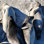 deadly-virus-outbreak-jumps-hundreds-of-miles-across-california-to-infect-more-victims