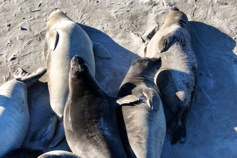 deadly-virus-outbreak-jumps-hundreds-of-miles-across-california-to-infect-more-victims