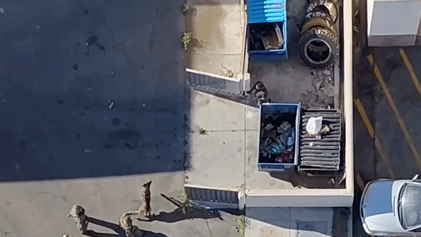 video-shows-police-drone-track-down-madman-after-alleged-rampage-with-stabbing,-shooting,-crash-into-store