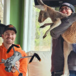 denim-diaper-wearing-kangaroo-found-safe-and-sound-three-days-after-daring-escape-from-wisconsin-zoo