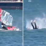 windsurfer-collides-with-whale-in-unbelievable-video