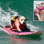 sugar-the-surfing-dog,-dubbed-‘true-local-legend,’-dies-following-cancer-battle