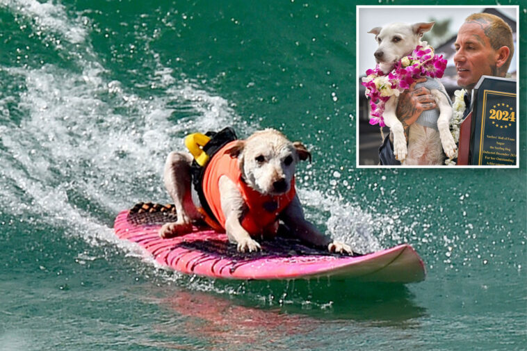 sugar-the-surfing-dog,-dubbed-‘true-local-legend,’-dies-following-cancer-battle