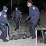 cop-shoots-and-kills-pit-bull-mauling-woman-in-nyc