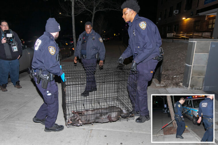 cop-shoots-and-kills-pit-bull-mauling-woman-in-nyc