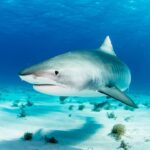 sharks-in-bahamas-found-to-have-cocaine-and-other-drugs-in-their-systems,-study-says