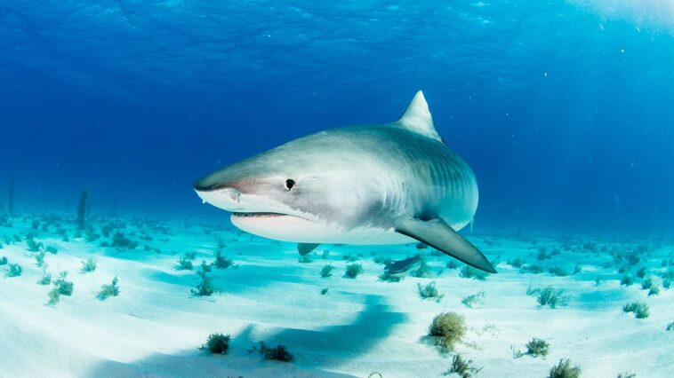 sharks-in-bahamas-found-to-have-cocaine-and-other-drugs-in-their-systems,-study-says