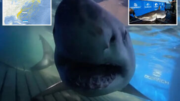 massive-great-white-shark-swims-into-uncharted-waters-after-traveling-thousands-of-miles