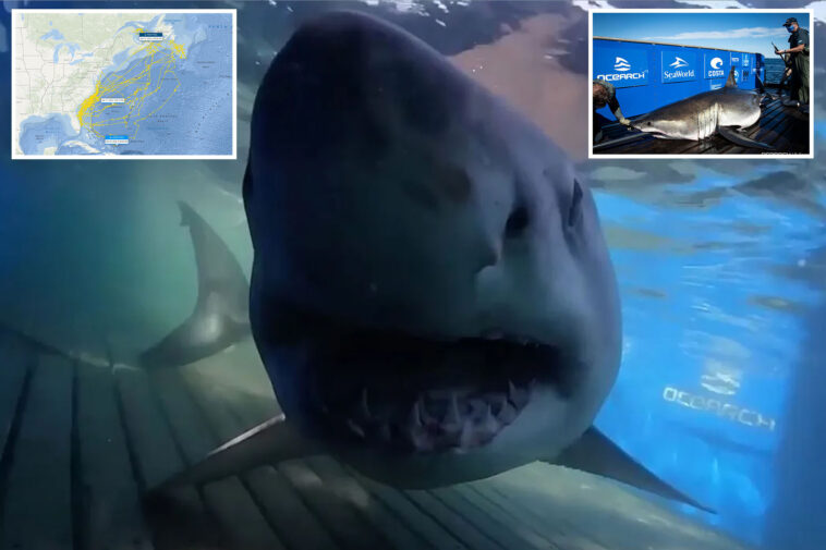 massive-great-white-shark-swims-into-uncharted-waters-after-traveling-thousands-of-miles