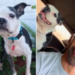 heartwarming-moment-dog-is-reunited-with-crying-owner-three-years-after-he-was-stolen