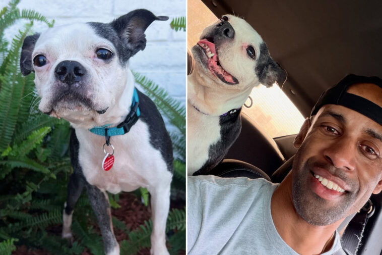 heartwarming-moment-dog-is-reunited-with-crying-owner-three-years-after-he-was-stolen