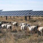 red-states-are-the-ones-going-green-and-winning-the-clean-energy-race