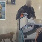 brainless-vegas-traveler-who-abandoned-adorable-dog-at-airport-to-catch-plane-faces-jail-time