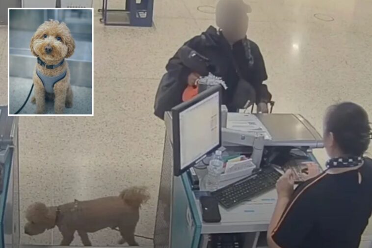 brainless-vegas-traveler-who-abandoned-adorable-dog-at-airport-to-catch-plane-faces-jail-time