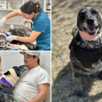 half-blind,-elderly-dog-fights-off-bear-to-protect-family:-‘our-little-savior’