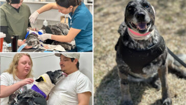 half-blind,-elderly-dog-fights-off-bear-to-protect-family:-‘our-little-savior’