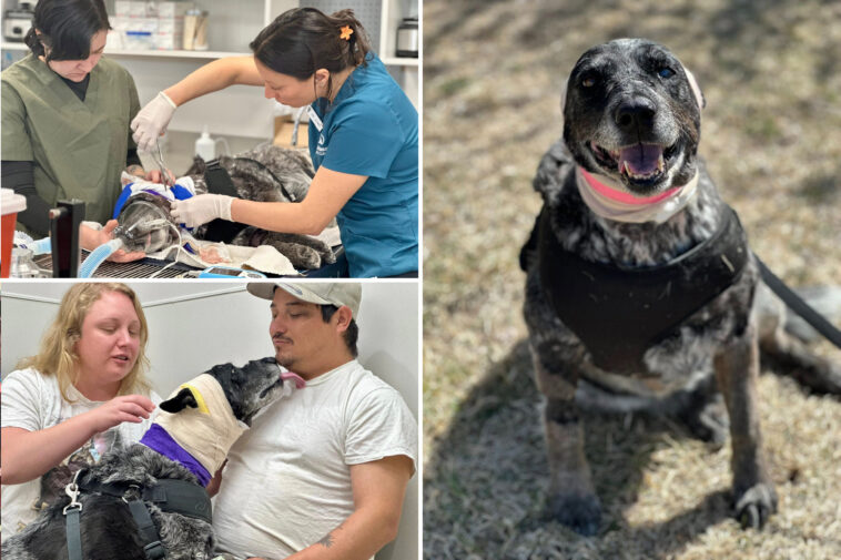 half-blind,-elderly-dog-fights-off-bear-to-protect-family:-‘our-little-savior’