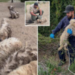 pack-of-badly-neglected-dogs-found-on-the-loose-in-socal-park