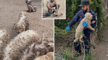 pack-of-badly-neglected-dogs-found-on-the-loose-in-socal-park