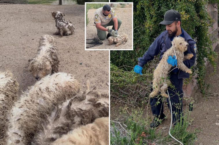 pack-of-badly-neglected-dogs-found-on-the-loose-in-socal-park