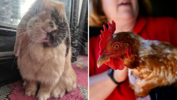 urgent-warning-issued-over-popular-easter-trend:-‘reality-hits-home,-millions-die’