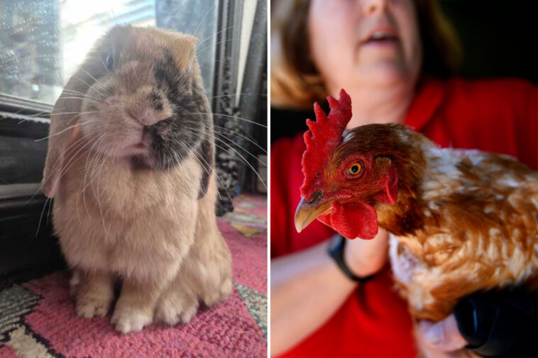 urgent-warning-issued-over-popular-easter-trend:-‘reality-hits-home,-millions-die’