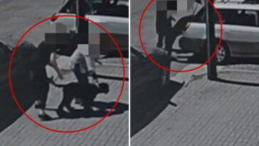 heartless-dognappers-caught-on-camera-stealing-labradoodles-coco-chanel-and-taco-from-socal-car