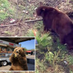 bear-gets-comfy-in-socal-town-as-neighbors-embrace-ferocious-friend-with-memes,-tributes