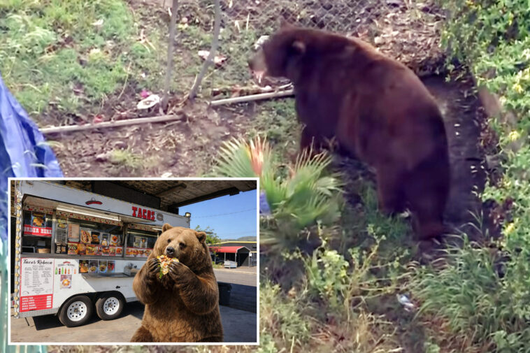 bear-gets-comfy-in-socal-town-as-neighbors-embrace-ferocious-friend-with-memes,-tributes