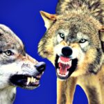 cry-wolf:-reintroduced-predator-bites-pensioner-in-the-face-in-busy-german-city