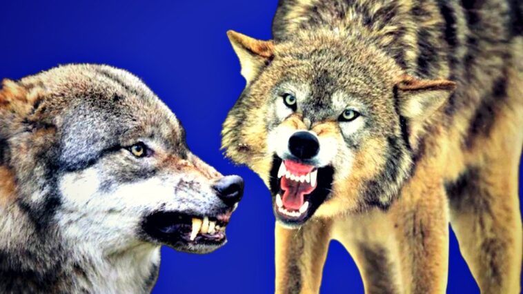 cry-wolf:-reintroduced-predator-bites-pensioner-in-the-face-in-busy-german-city