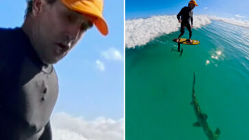 surfer-captures-wild-footage-of-hammerhead-shark-lurking-beneath the-waves-in-hawaii