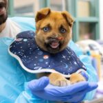 pasadena-humane-asking-for-donations-to-fund-puppy-with-no-nose’s-recovery:-‘heartbroken-by-the-shape-he-was-in’