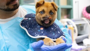 pasadena-humane-asking-for-donations-to-fund-puppy-with-no-nose’s-recovery:-‘heartbroken-by-the-shape-he-was-in’