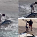 insane-moment-fisherman-wranglers-great-white-shark-off-california-beach