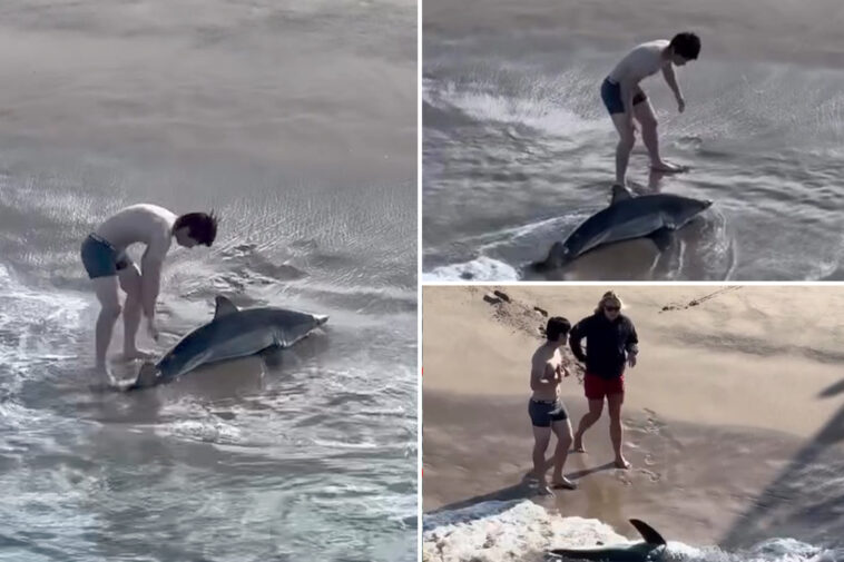 insane-moment-fisherman-wranglers-great-white-shark-off-california-beach
