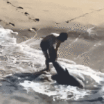 heart-pounding-video-shows-fisherman-leaping-into-ocean-to-save-great-white-shark