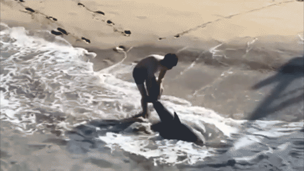 heart-pounding-video-shows-fisherman-leaping-into-ocean-to-save-great-white-shark