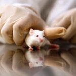 gop-targets-transgender-animal-testing-in-defund-demand-to-nih