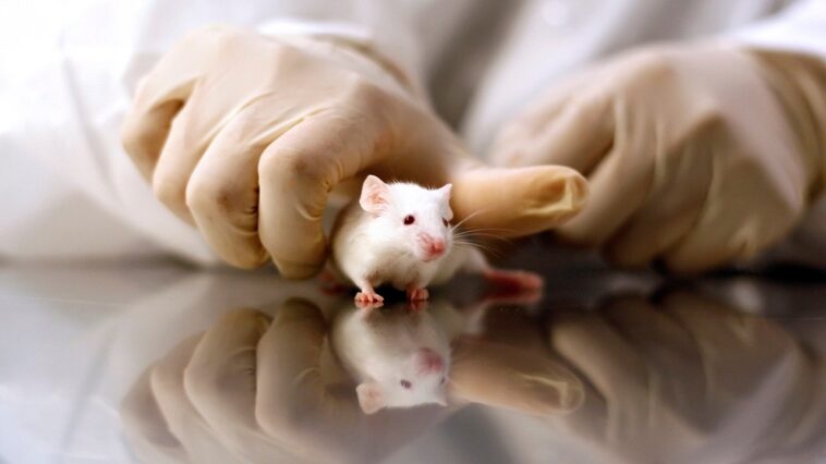 gop-targets-transgender-animal-testing-in-defund-demand-to-nih
