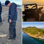 20-dead-‘canines’-found-washed-up-on-washington-state-island:-‘a-diabolical-person-out-there’
