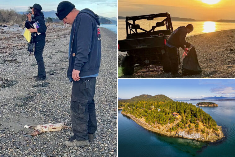20-dead-‘canines’-found-washed-up-on-washington-state-island:-‘a-diabolical-person-out-there’