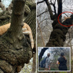 cat-up-a-tree-in-central-park-—-see-the-amazing-efforts-to-save-it-from-celebrity-coyotes-and-hawks