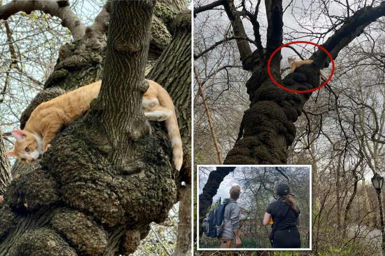 cat-up-a-tree-in-central-park-—-see-the-amazing-efforts-to-save-it-from-celebrity-coyotes-and-hawks
