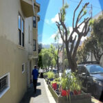 sf-hits-longtime-homeowner-with-insane-$50k-fine-for-trimming-overgrown-trees-touching-power-lines