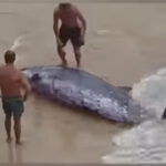 stunning-video-shows-beachgoers-push-wounded-whale-back-into-the-sea