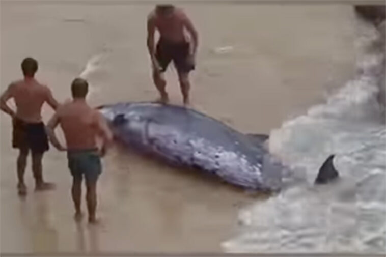 stunning-video-shows-beachgoers-push-wounded-whale-back-into-the-sea