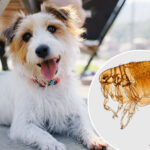 9-out-of-10-people-hospitalized-by-this-flea-borne-illness-running-rampant-in-la