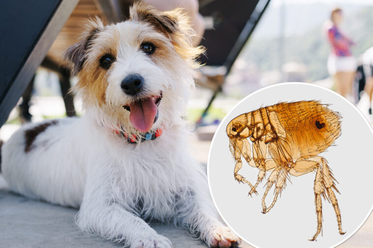 9-out-of-10-people-hospitalized-by-this-flea-borne-illness-running-rampant-in-la