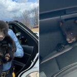 abandoned-bear-cub,-‘under-arrest-for-cuteness,’-grabbed-by-state-troopers-from-interstate-highway
